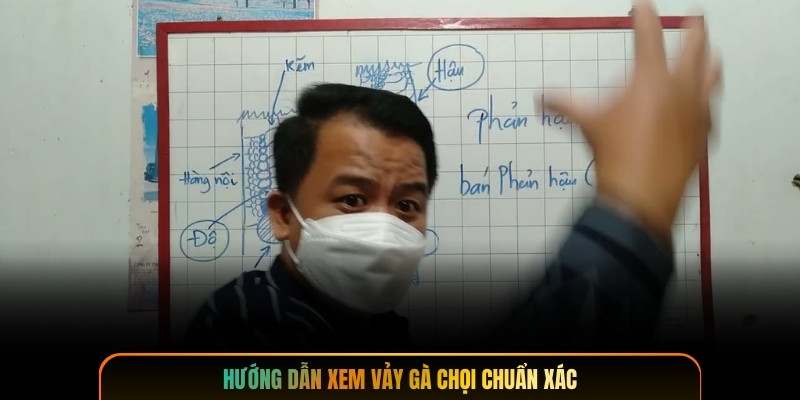 Hướng dẫn xem vảy gà chọi chuẩn xác