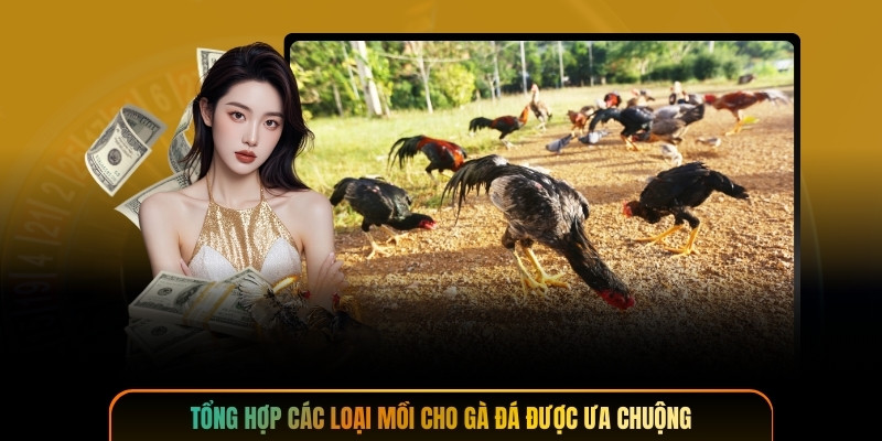 Tổng hợp các loại mồi cho gà đá được ưa chuộng